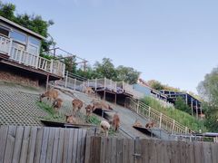 -北京鹿世界主题园