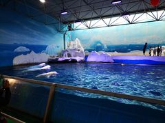 -秦皇岛乐岛海洋王国