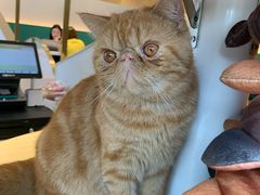 -飞行喵MR PILOT|猫舍·猫咖(静安大融城店)