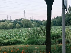 -上海长兴岛郊野公园