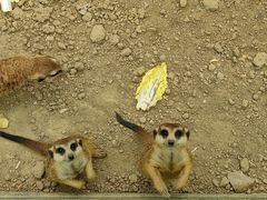 -合肥滨湖国家森林公园