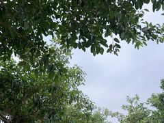 -野狸岛