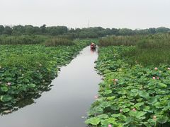 -荷塘月色湿地公园·向阳花洲