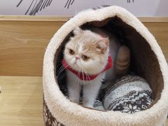 -滚猫咖啡·猫咖·猫友好撸猫(未来城店)