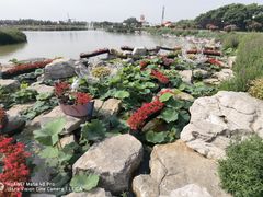 -荷兰花海