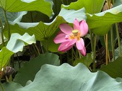-莲池书院博物馆