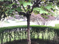 -阿达西新疆餐厅(西北大学店)
