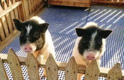 -萌宠亲子动物乐园(槐房万达店)