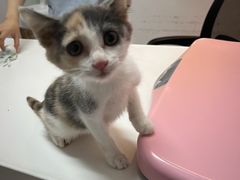 -御宝贝·A梦猫科宠物医院(国际猫友好医院)