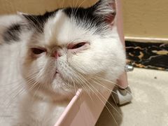 -藏猫猫咖啡主题馆(中央大道店)