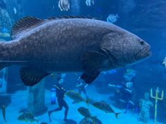 -太平洋海底世界