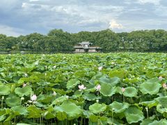 -西湖外事游船(花港观鱼码头)