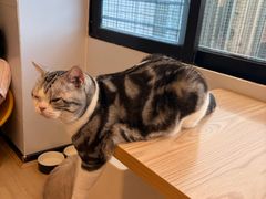 -有喵·猫咖·狗咖·30几只猫10只小狗(岗厦店)