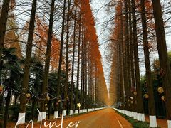 -黄海国家森林公园