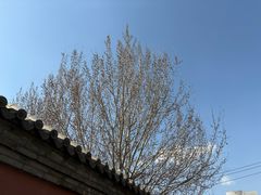 -护国法轮寺