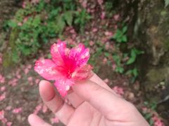 -木兰云雾山