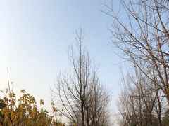 -巴山一绝烤全羊(三圣乡刘家花园店)