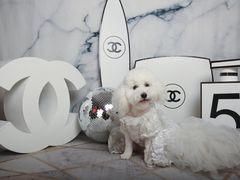 -超宠爱宠物摄影-Super pet