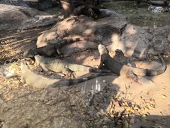 -清迈夜间动物园