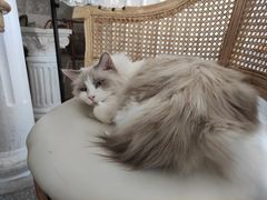 -共舞时光猫咖·狗咖(新街口店)