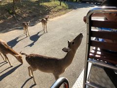 -清迈夜间动物园