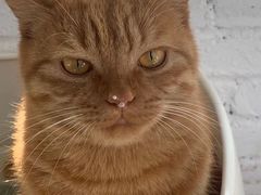 -喵屿·大理花园猫咖