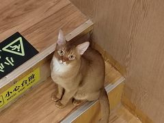 -MOCHA明星猫咖(田子坊店)