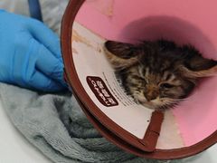 -瑞派动物医院·猫专科·至诚(江南中分院)