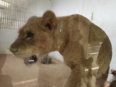 -贵州森林野生动物园