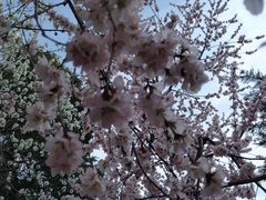 -桃花堤公园