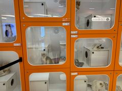 -三花喵·撸猫购宠·宠物生活馆(虹桥南丰城店)