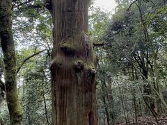 -天目山大树王景区