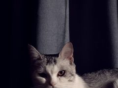 -佳雯宠物医院·皮肤科·内外科(春晓路分院)