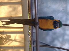 iphone_upload_pic-百鸟园