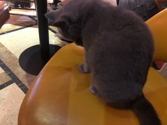-猫色咖啡·猫咖