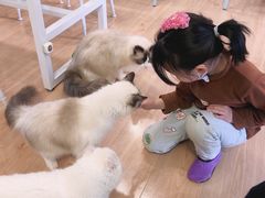 -MOYOYO猫咪咖啡店