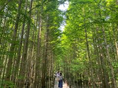 -桤木河湿地公园