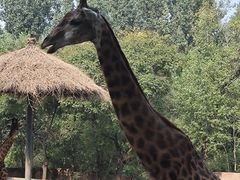 -北京野生动物园