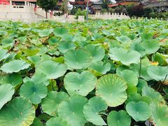-大悲禅寺