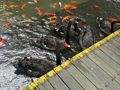 -海南槟榔谷黎苗文化旅游区