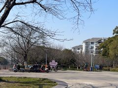 -高东镇樱花园