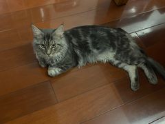 -派特宠物医院(圆融广场店)