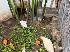 -慢丽江·云南野生菌土鸡锅(付家庄店)