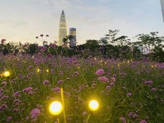 -宝安西湾红树林湿地公园