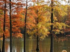 -白鹭湾湿地公园