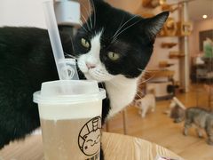 -猫咪派对(江南西店)