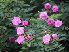 -颐和路民国时期公馆-风貌区