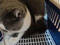 -千城康桥宠物医院·猫科·骨科·心脏