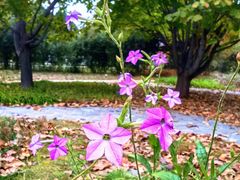 -国家植物园南园