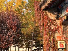 -大慈恩寺(大雁塔)